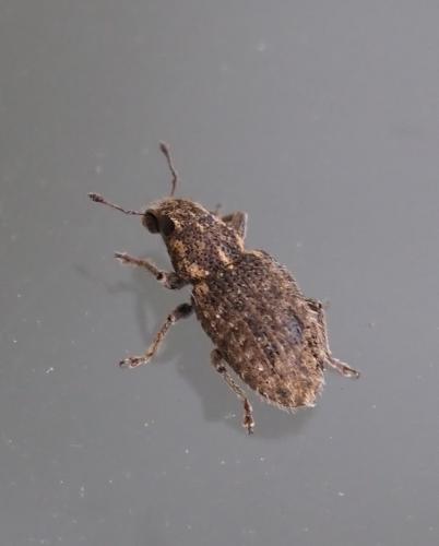 Réf. 246 925 : Sitona hispidulus